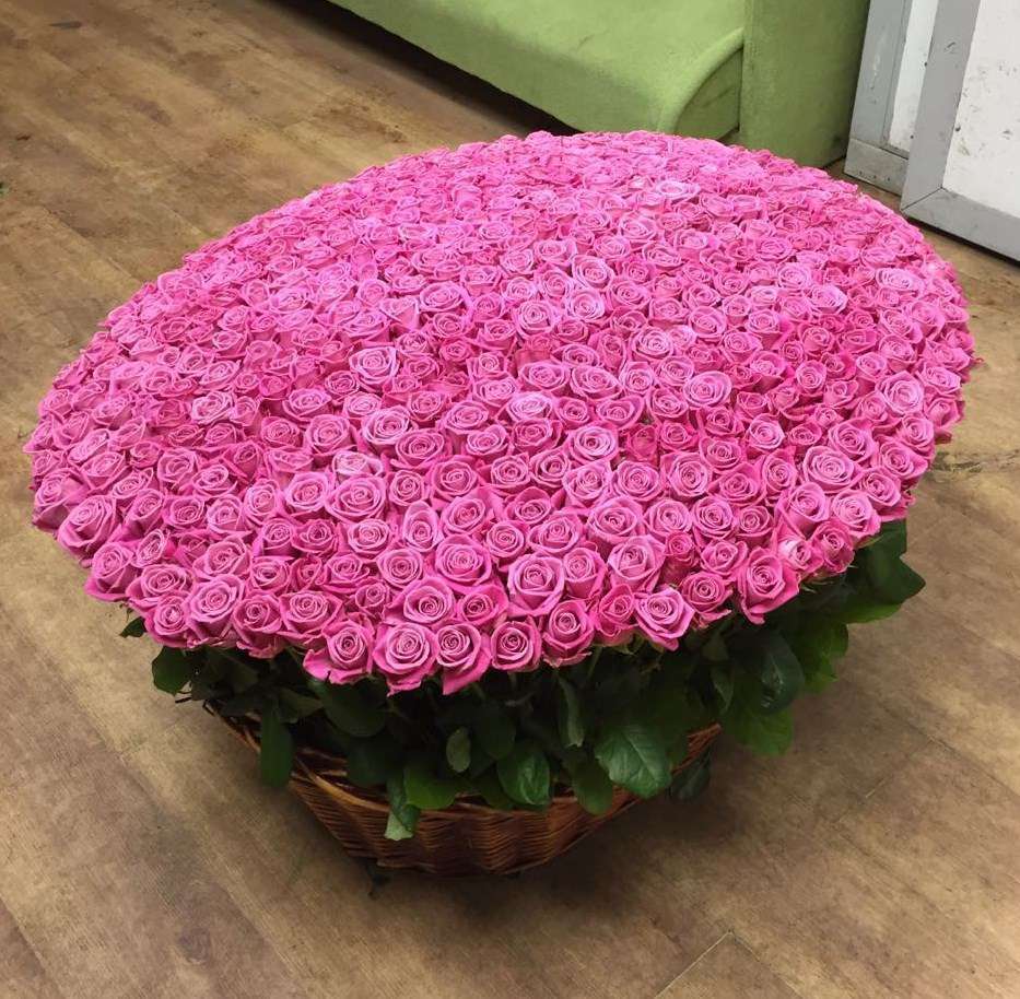501 розовая роза