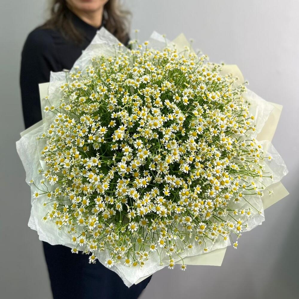 Кустовые ромашки 51 шт