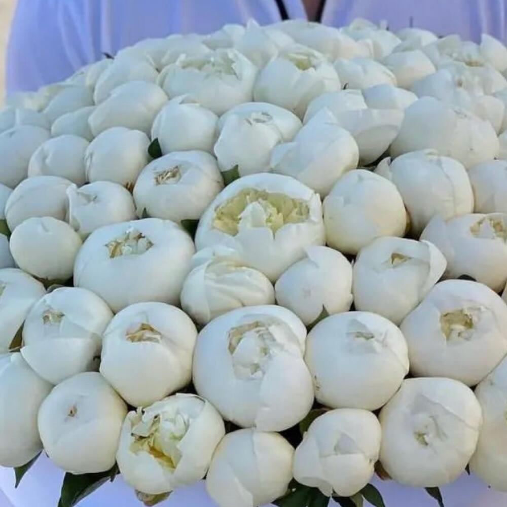 Белые пионы 101 шт в шляпной коробке