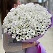 Белые хризантемы 25 шт
