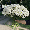 Белые хризантемы 51 шт