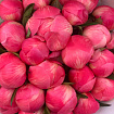 Коралловые пионы 25 шт