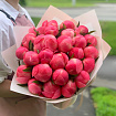 Коралловые пионы 25 шт