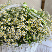 Кустовые ромашки 51 шт в корзине
