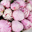 Розовые пионы 31 шт