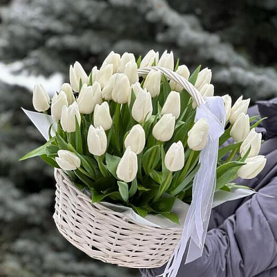 Белые тюльпаны 51 шт в корзинке