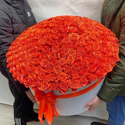 301 Оранжевая Роза