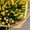 Желтые тюльпаны 151 шт